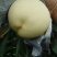 新沂桃新沂水蜜桃锦绣黄桃专业代办代收材料冷库一体