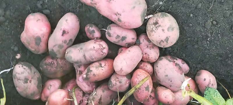 青薯9号土豆，红皮黄心土豆，大量供应，3两以上一个，现挖