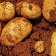 精品土豆应季土豆长期供应量大优惠货源充足质量保证