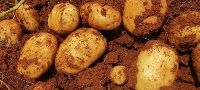 精品土豆应季土豆长期供应量大优惠货源充足质量保证