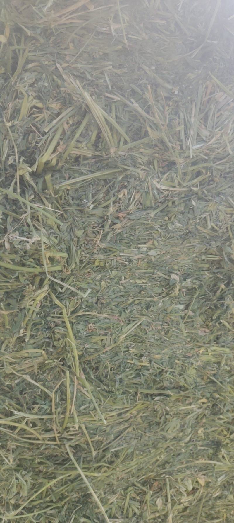 甘肃省武威市民勤优质牛羊饲料头茬苜蓿草大量开割