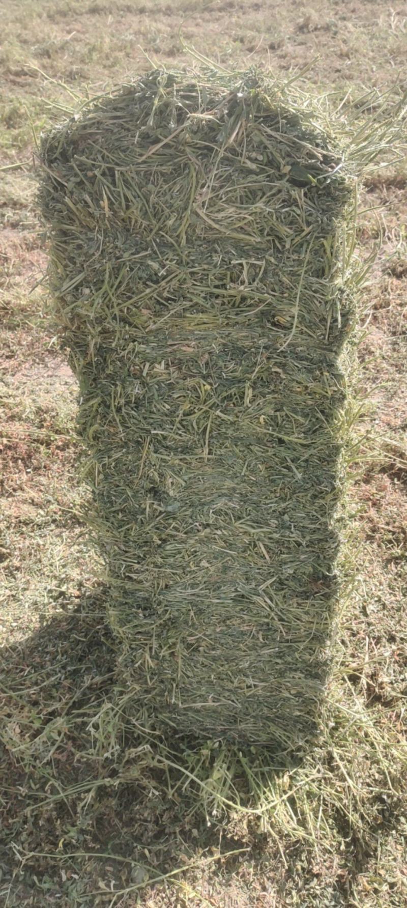 甘肃省武威市民勤优质牛羊饲料头茬苜蓿草大量开割