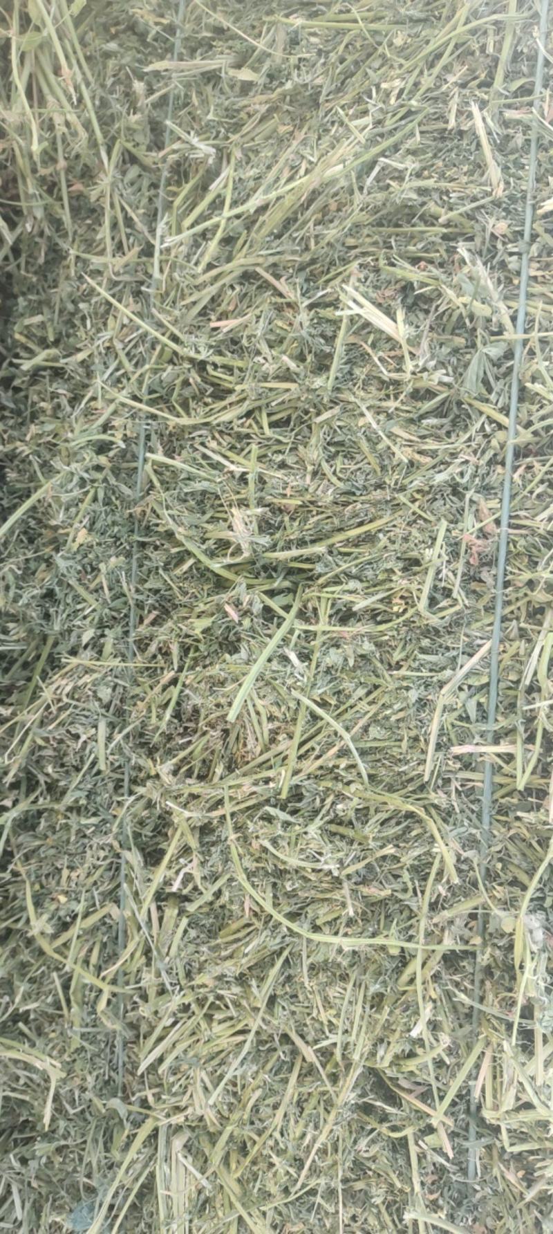 甘肃省武威市民勤优质牛羊饲料头茬苜蓿草大量开割