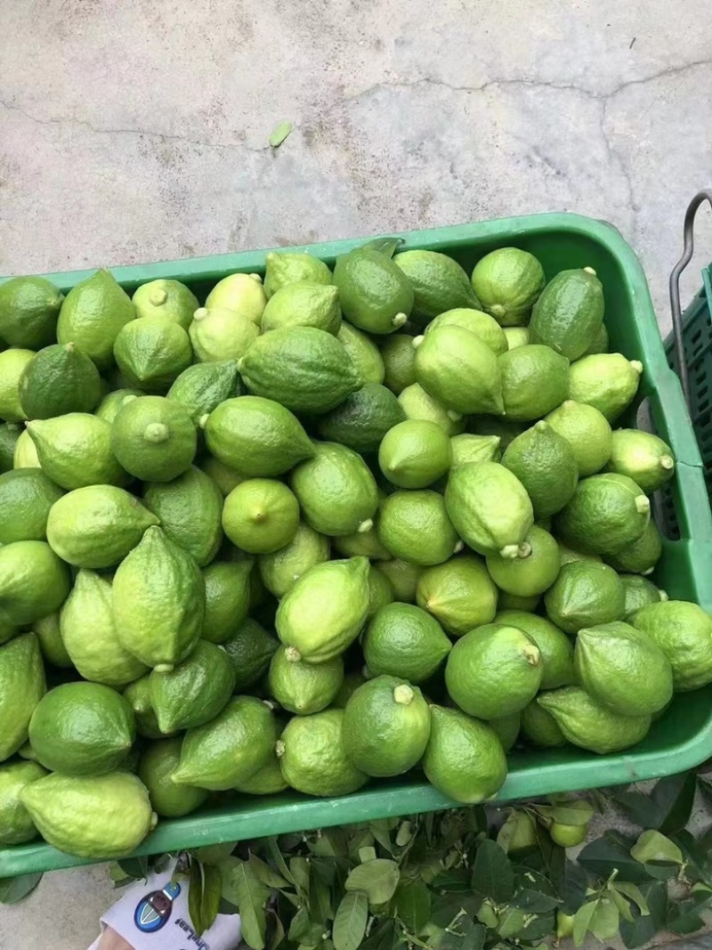 广东香水柠檬🍋一级二级、青柠、子弹头、果园直供
