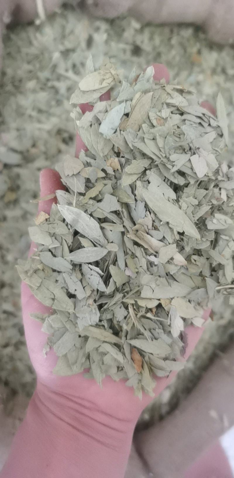 番泻叶统装500g产地广东振兴药材购销站量大从优