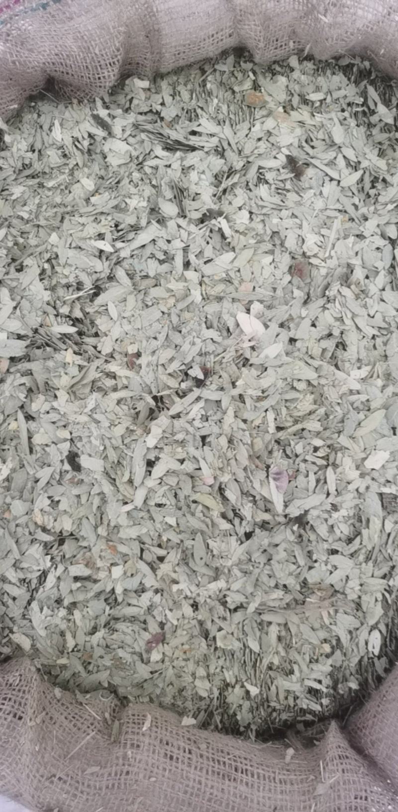 番泻叶统装500g产地广东振兴药材购销站量大从优