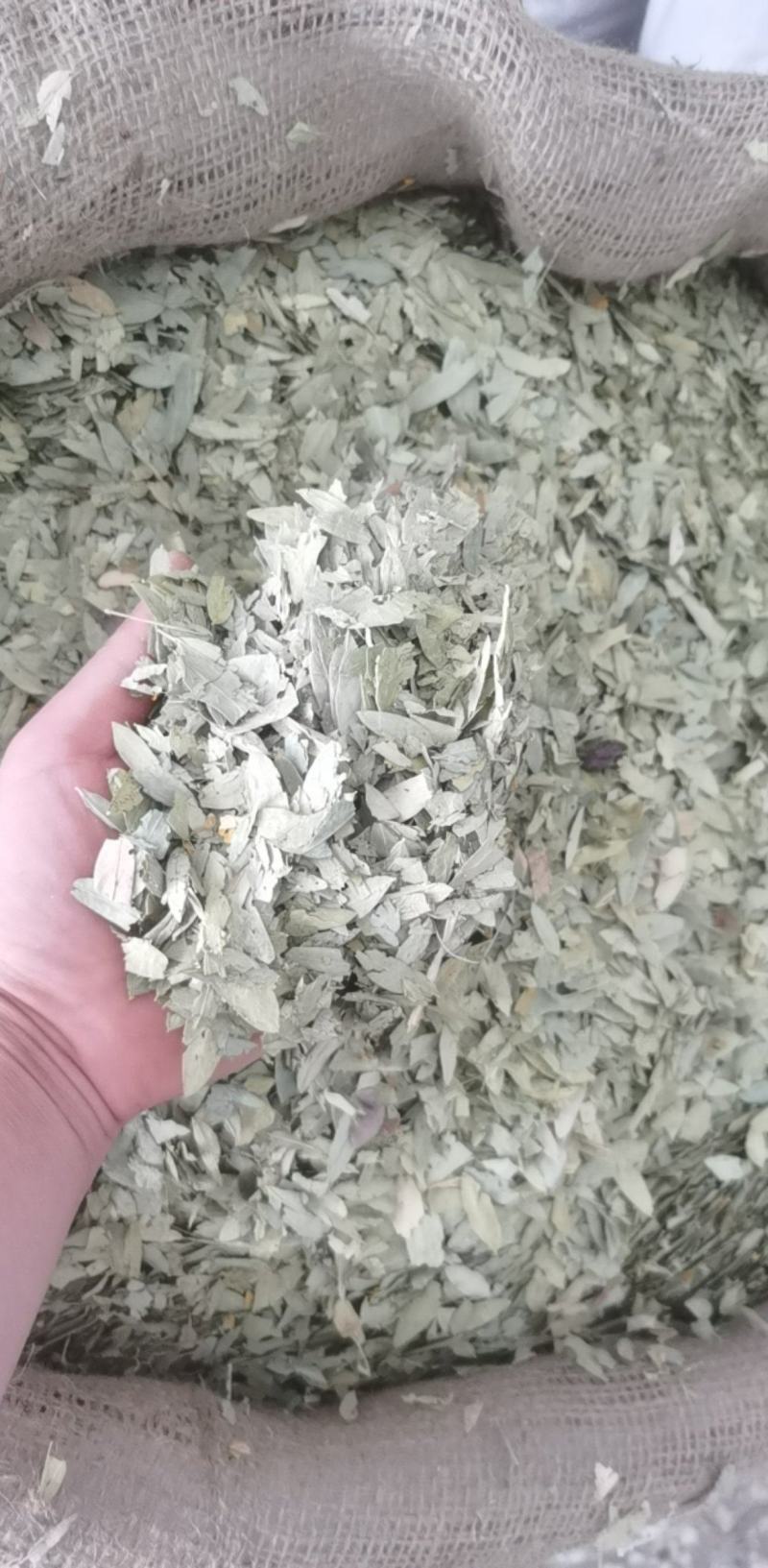 番泻叶统装500g产地广东振兴药材购销站量大从优