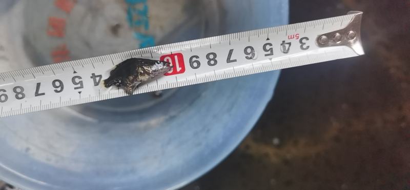 桂花鱼苗*鳜鱼苗*鱼场直销全国发货欢迎进店咨询