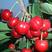 正宗车厘子红灯玛瑙红润德罗亚明大樱桃苗，当年结果。