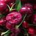 正宗车厘子红灯玛瑙红润德罗亚明大樱桃苗，当年结果。