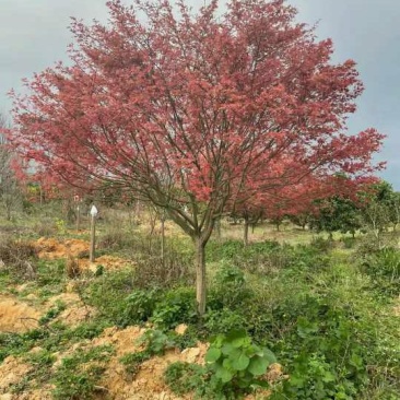 原生红枫自家种植实惠……