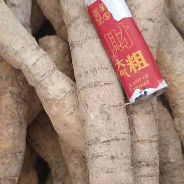 新鲜牛大力，中叶牛，小牛，中牛，大牛煲汤泡酒靓货口味甘甜