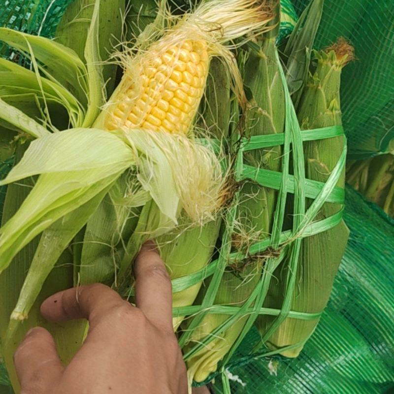 广西横县甜玉米