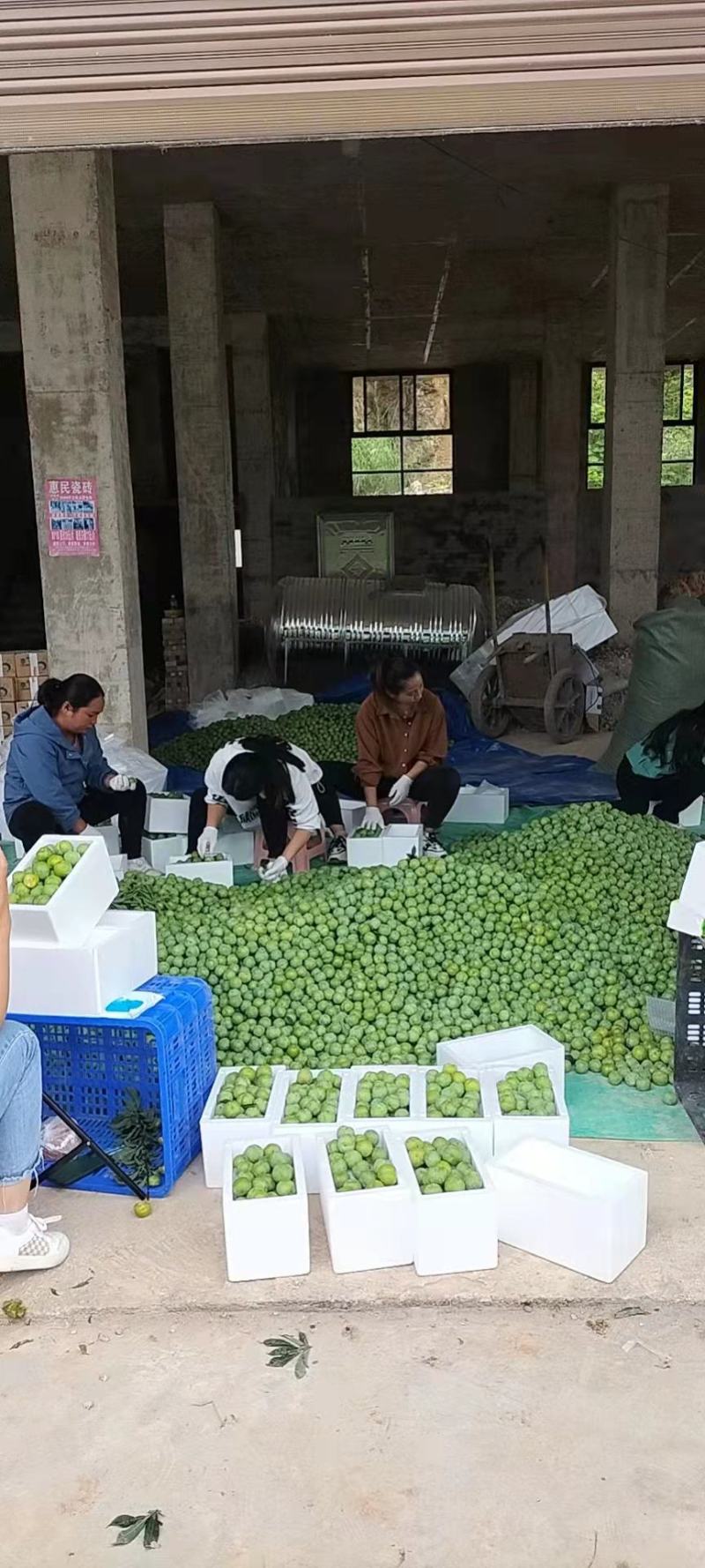 五月李青脆李脱骨李大量上市中