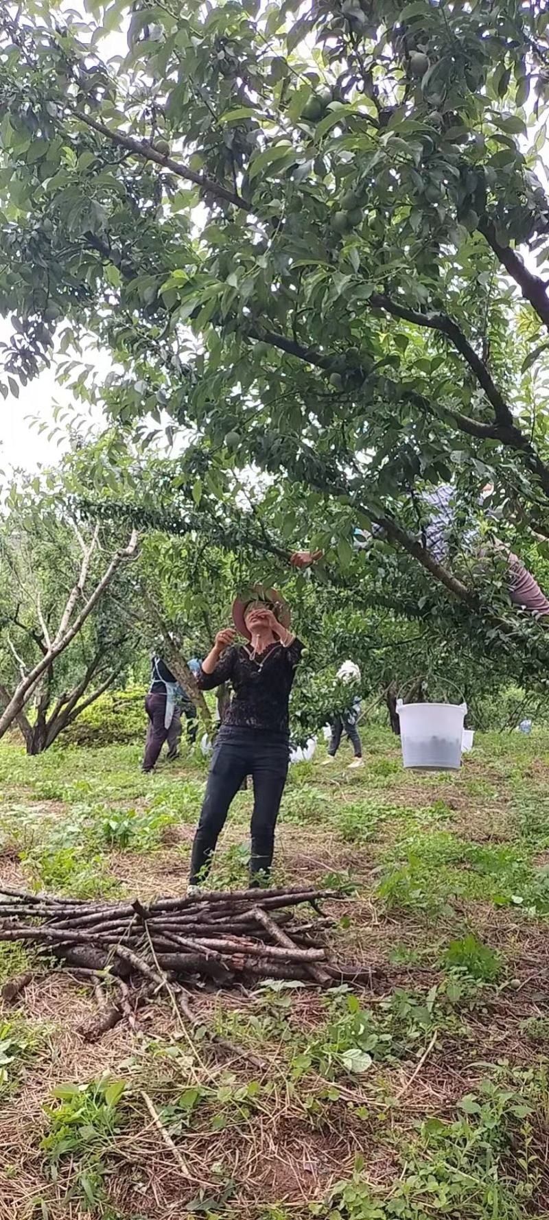 五月李青脆李脱骨李大量上市中