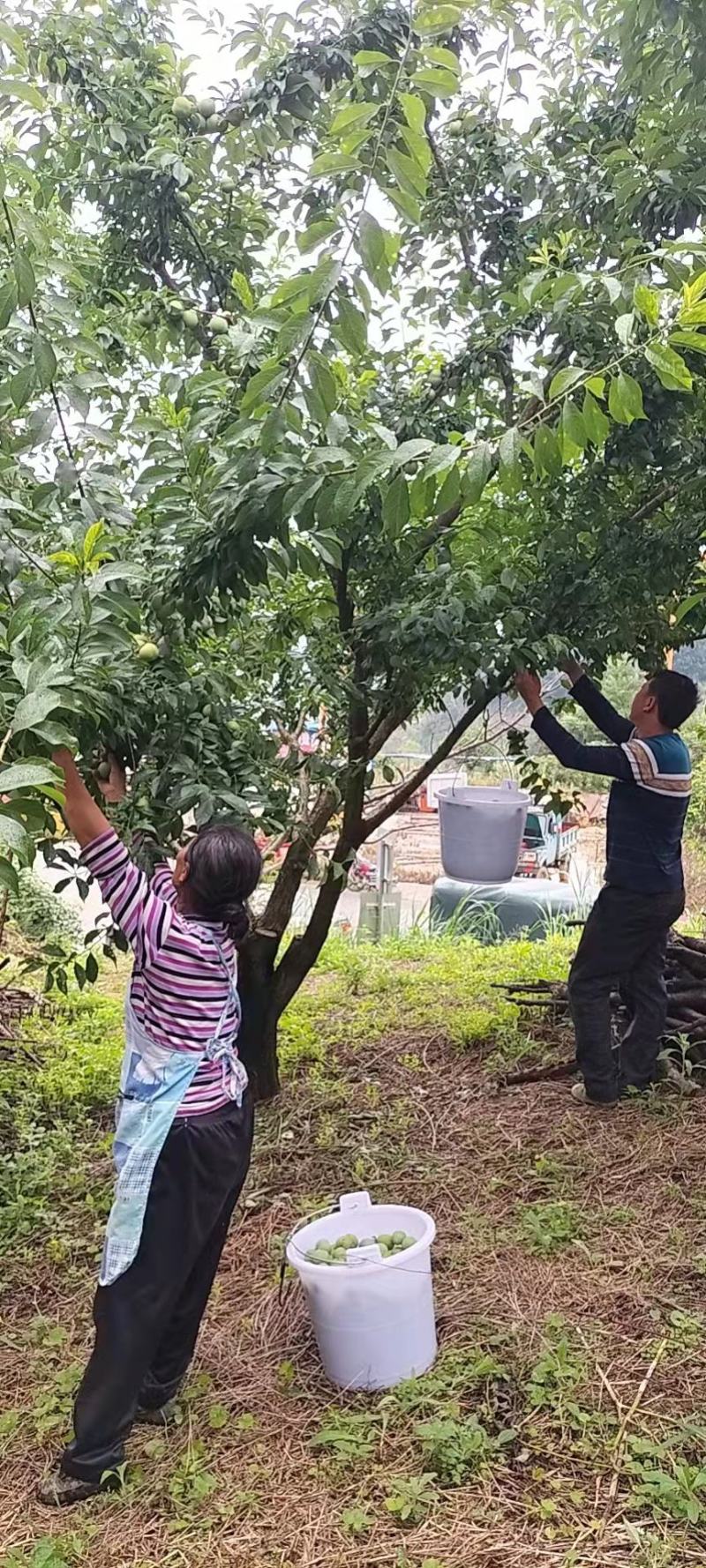 五月李青脆李脱骨李大量上市中