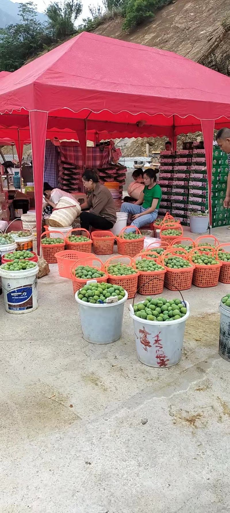 五月李青脆李脱骨李大量上市中