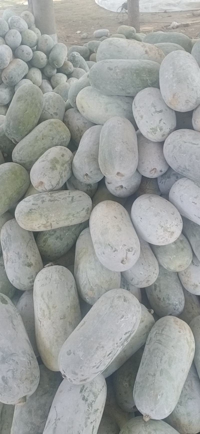 水果冬瓜，一手货源，产地直供，可视频看货，，，，，，