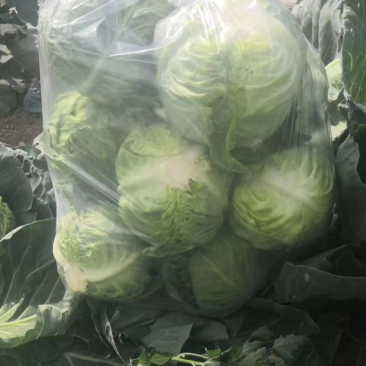 明地脆皮茴子白