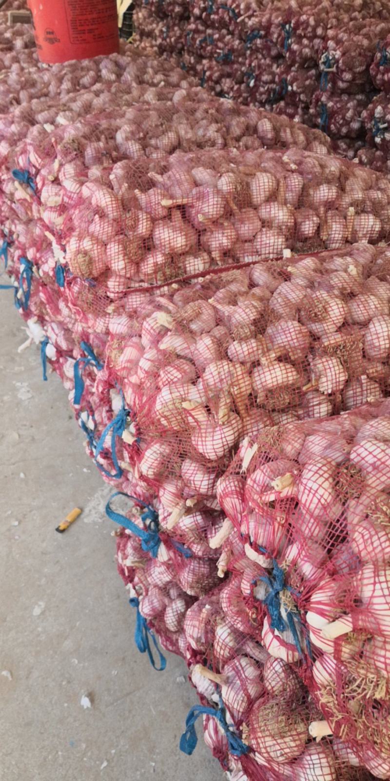 济南大青稞蒜种蒜黄专用商品蒜市场货紫皮红蒜产地直发