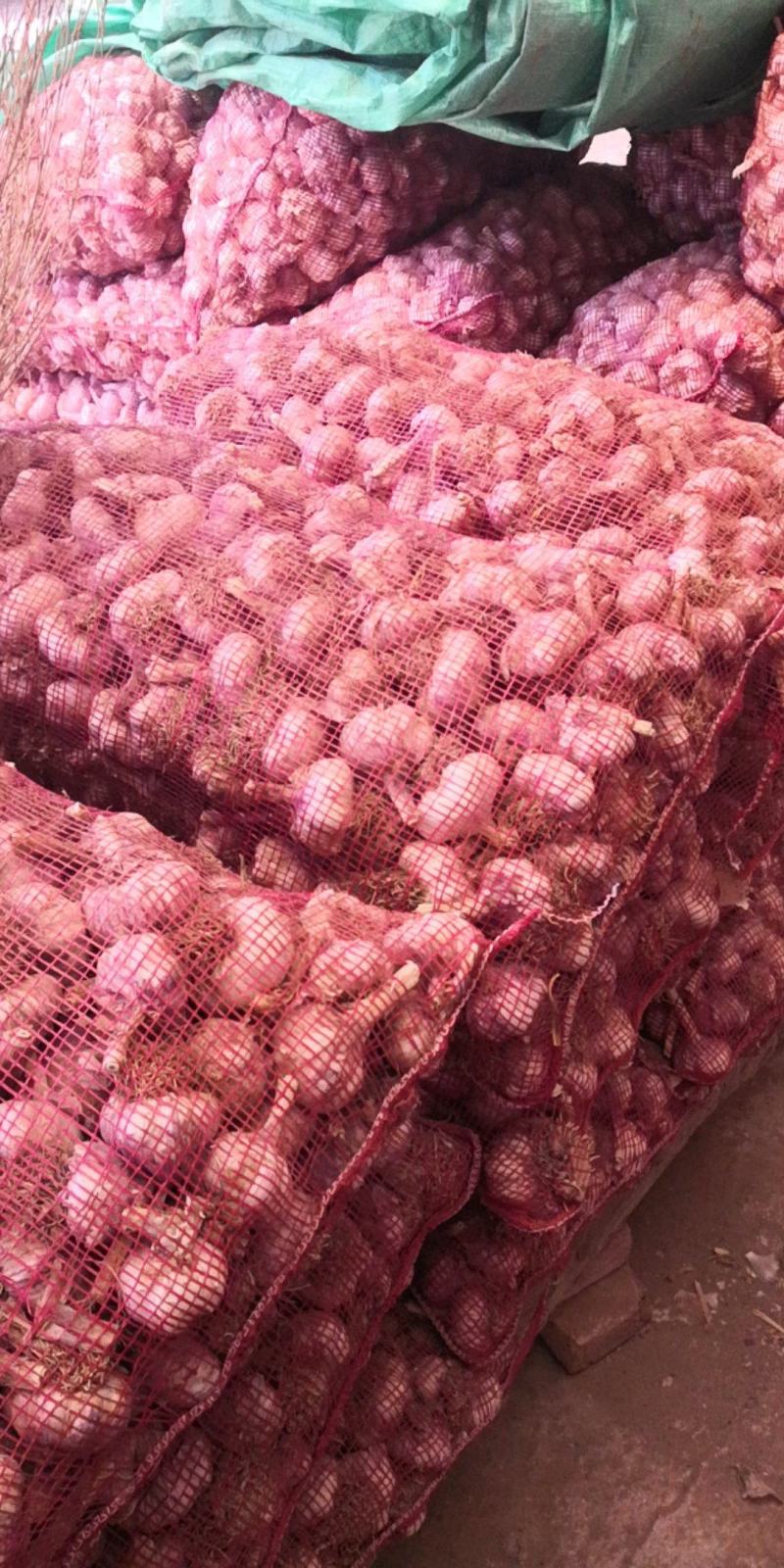 济南大青稞蒜种蒜黄专用商品蒜市场货紫皮红蒜产地直发