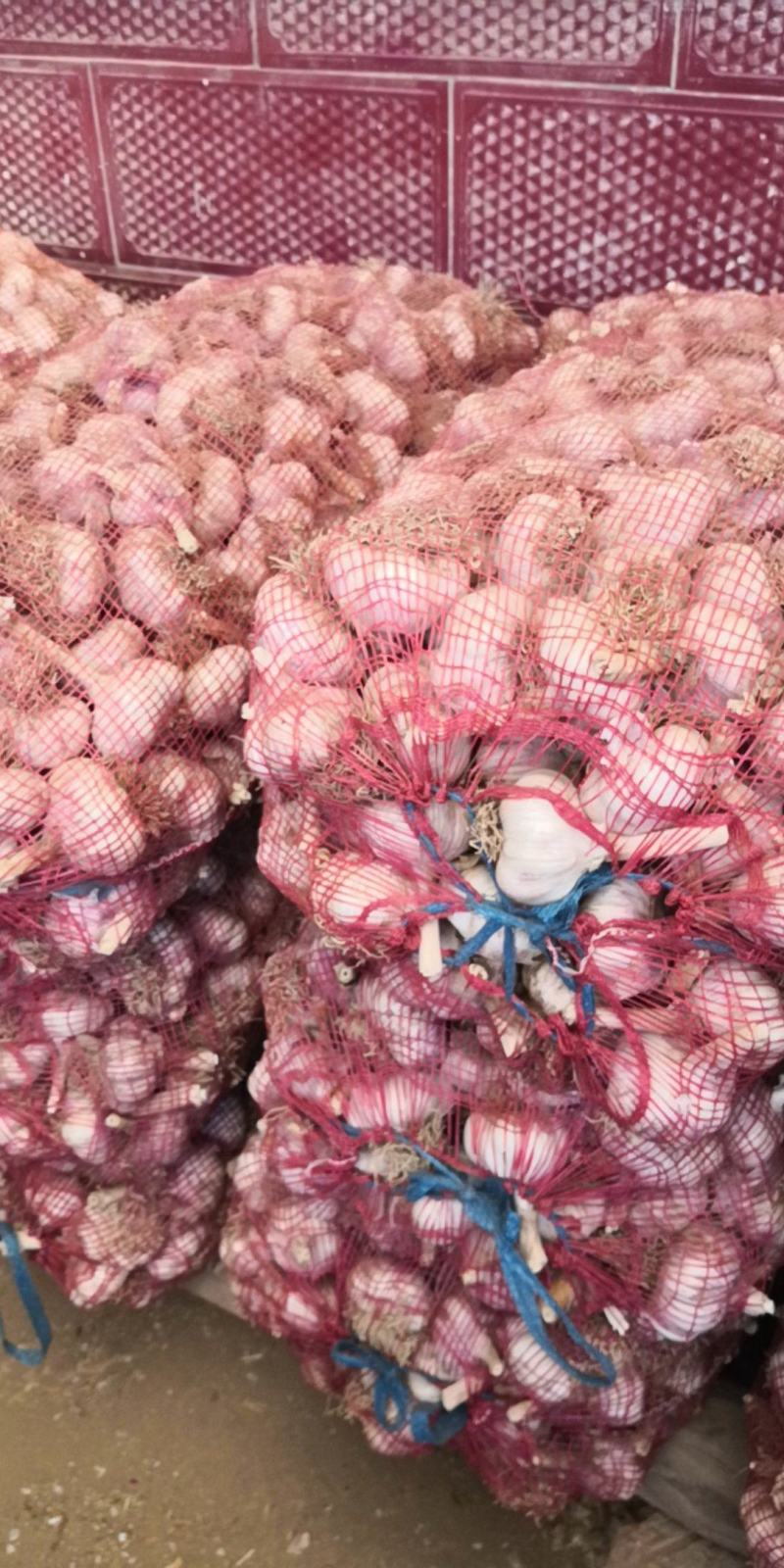 济南大青稞蒜种蒜黄专用商品蒜市场货紫皮红蒜产地直发