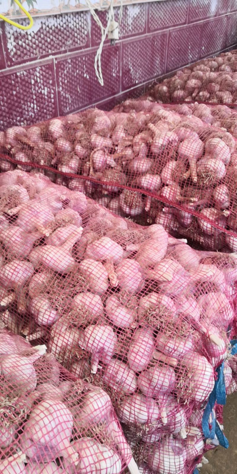 济南大青稞蒜种蒜黄专用商品蒜市场货紫皮红蒜产地直发