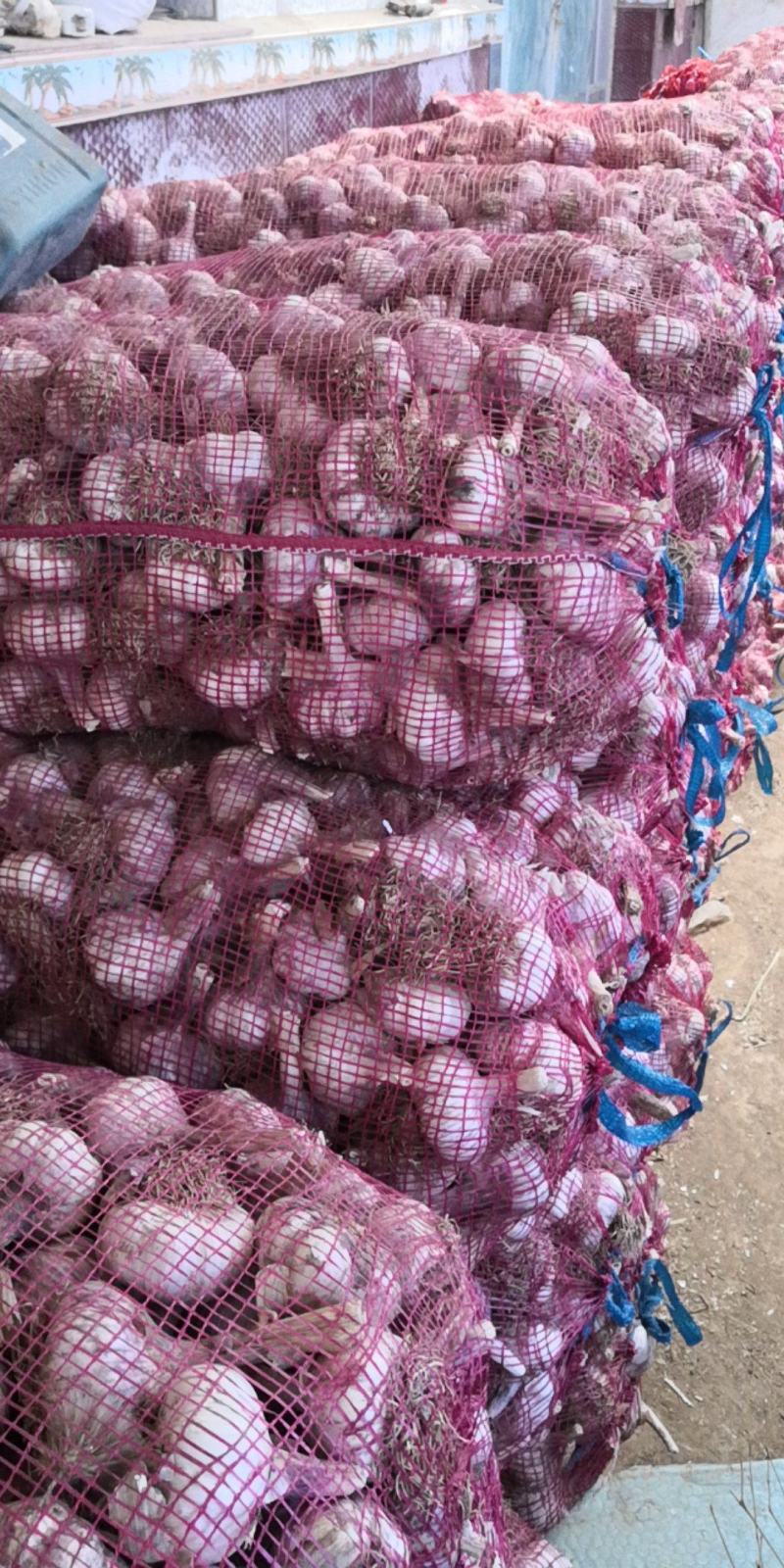 济南大青稞蒜种蒜黄专用商品蒜市场货紫皮红蒜产地直发