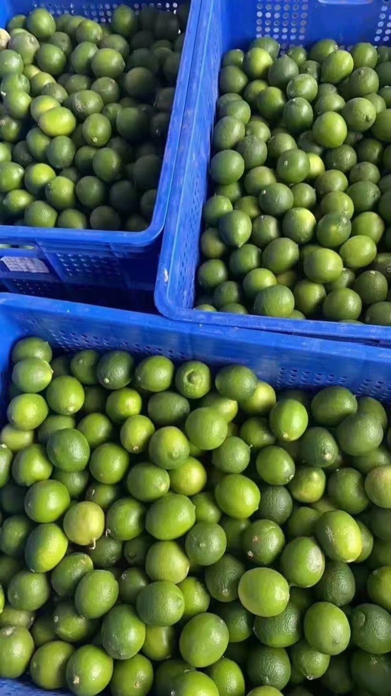 广东香水柠檬🍋一级二级、青柠、子弹头、果园直供