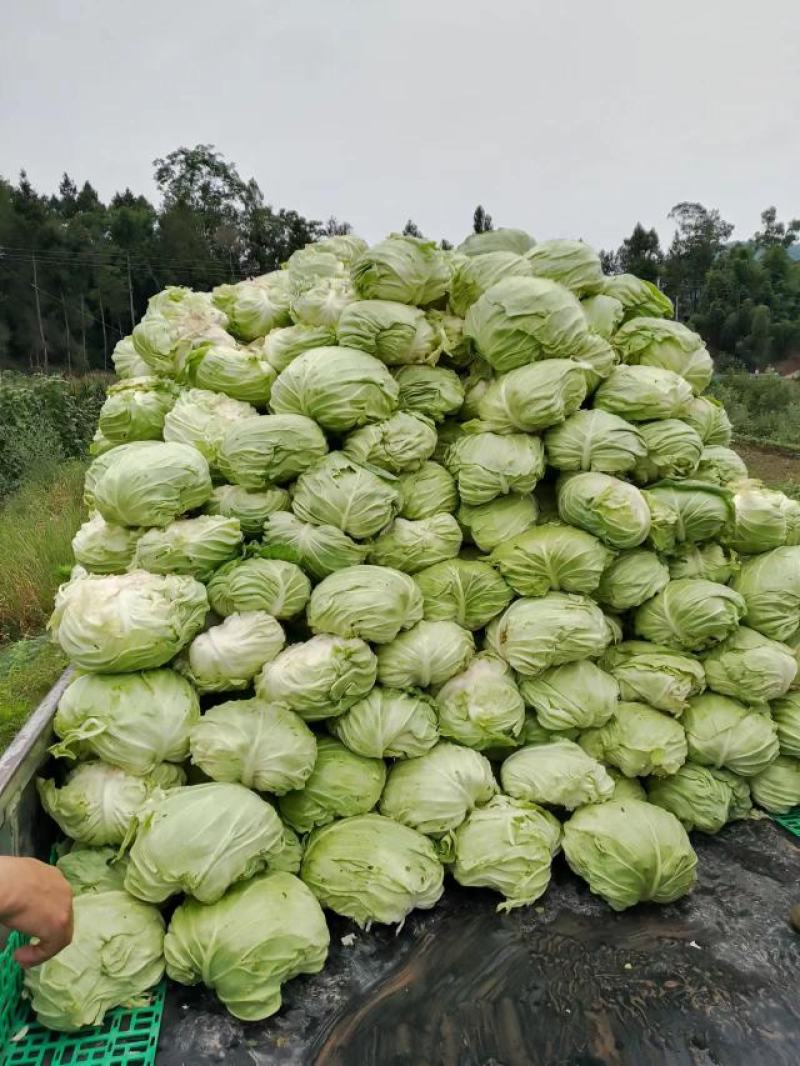 脆莲白200吨莲花白，每天出货20吨单棵重量2.5-4