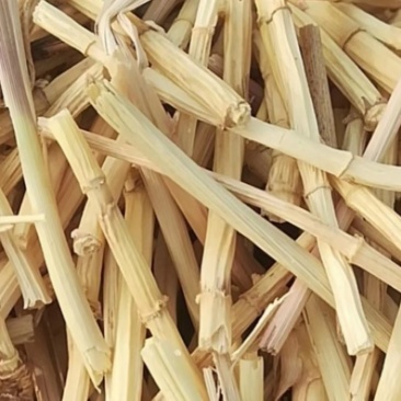 8公分白茅根