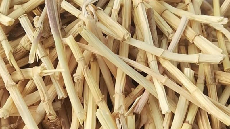 8公分白茅根