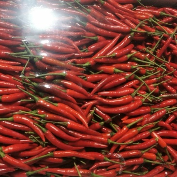广西小米椒