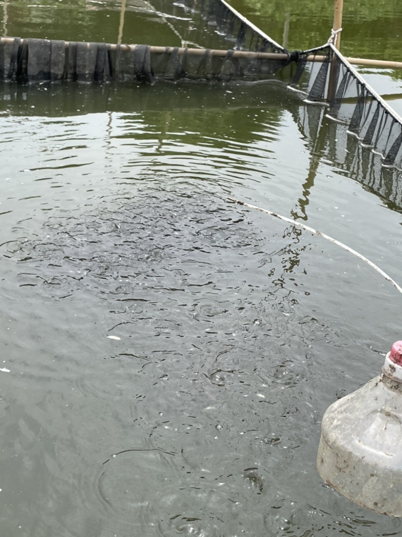 加州鲈鱼苗鲈鱼水花鲈鱼苗鱼苗批发周边可送货