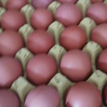 今天出800件34～37斤净重红蛋