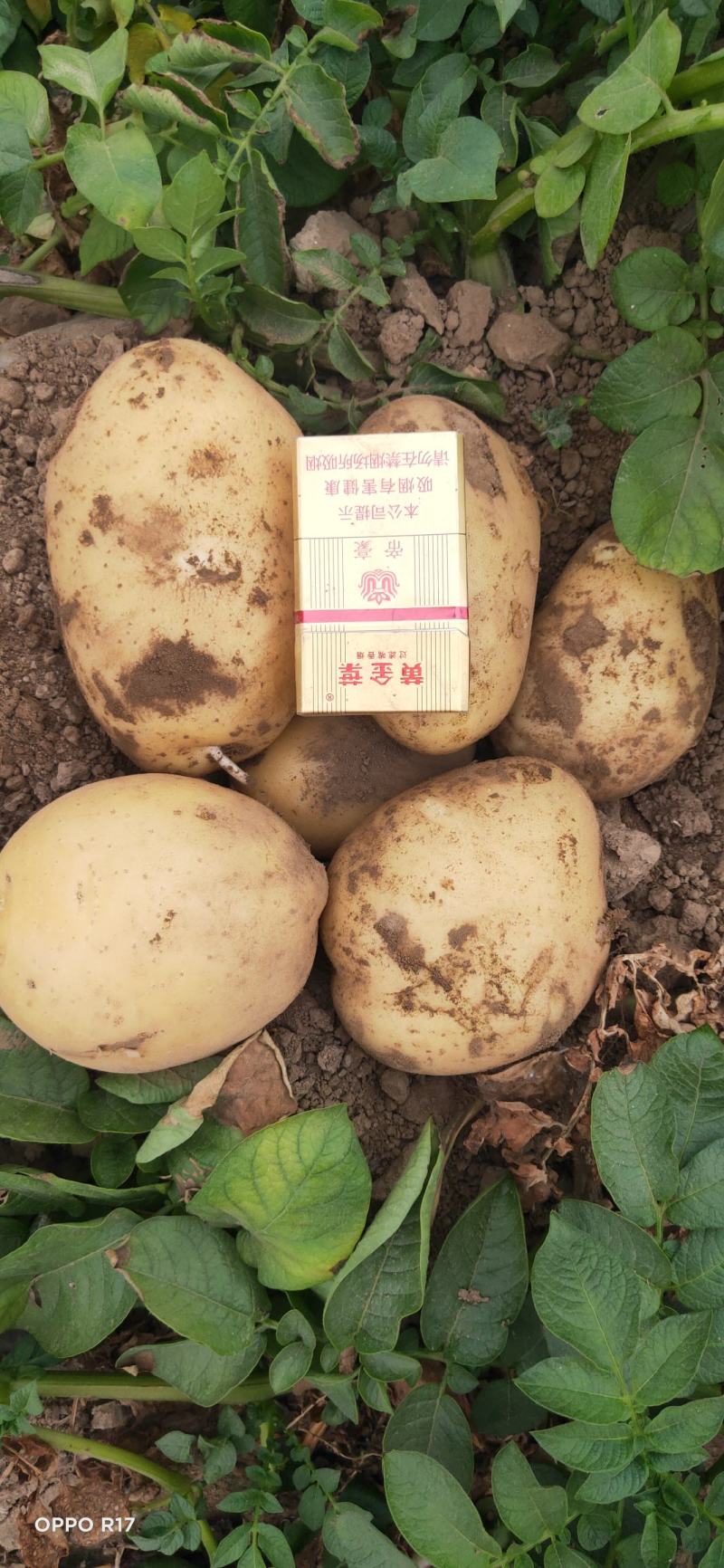 【热】河南开封大个头V7土豆现场看货全程陪同满意为止承接电商