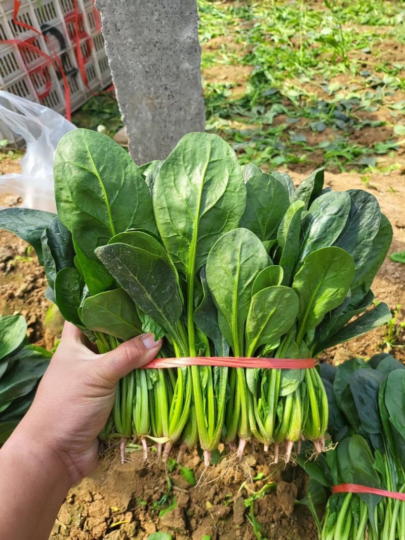 潍坊高密本地精品小菠菜圆叶菠菜尖叶菠菜保证质量