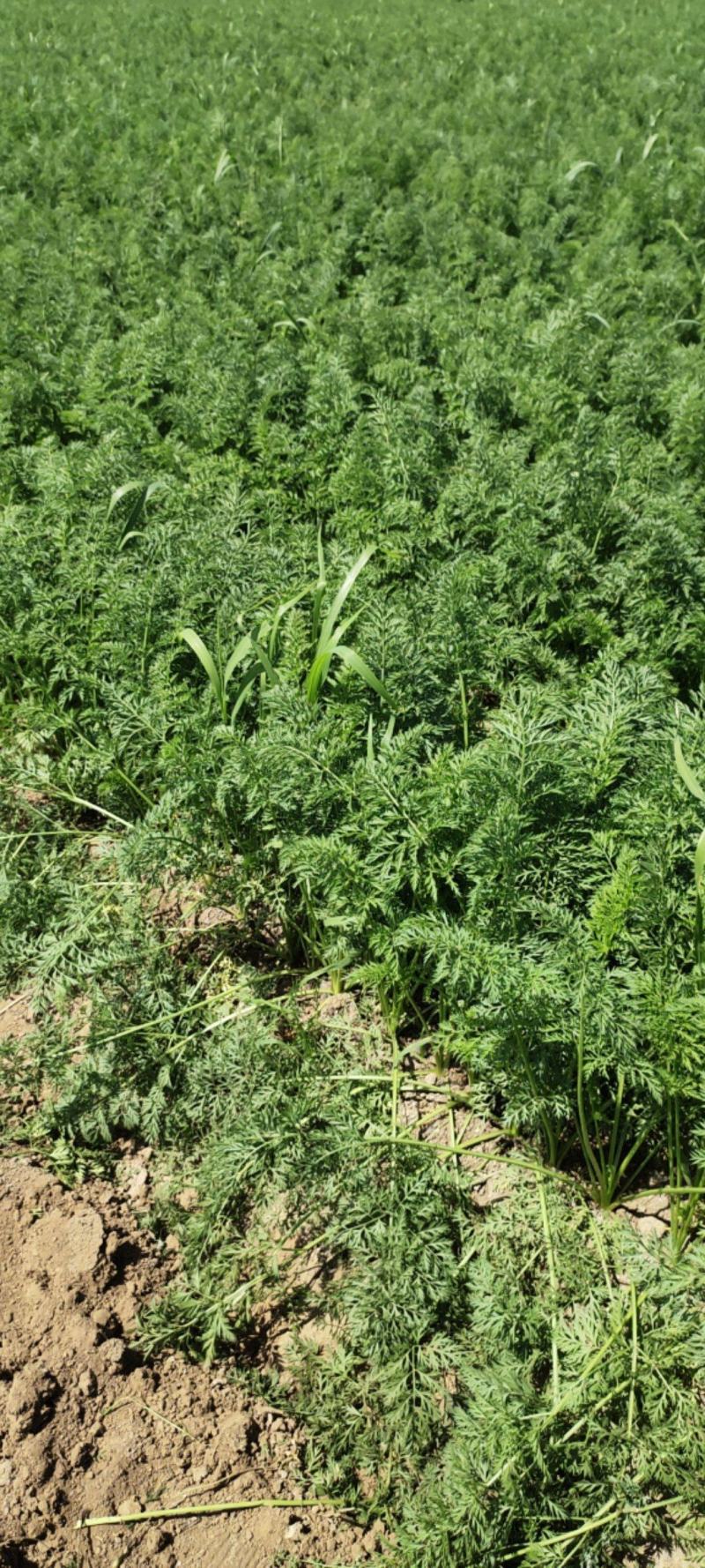 柏乡萝卜大量上市