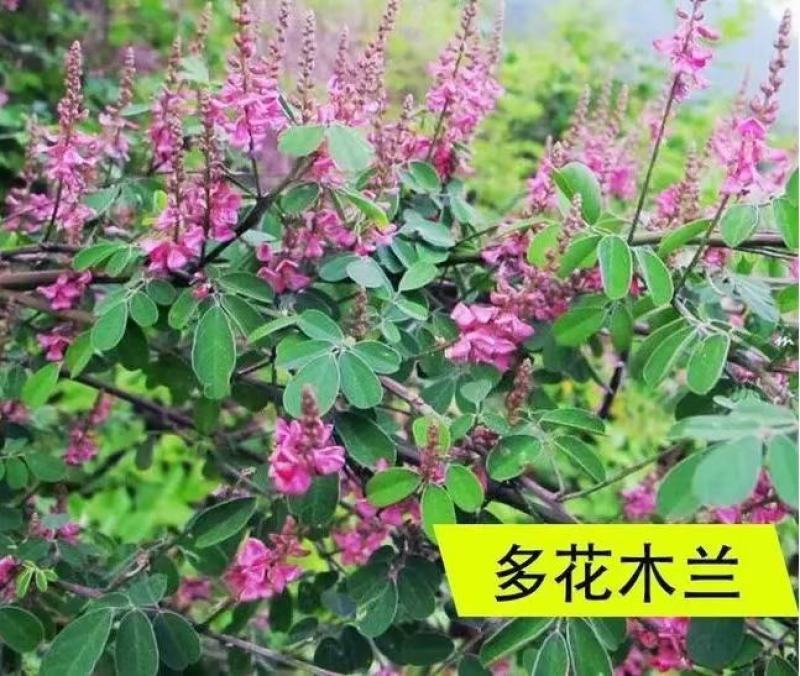 木豆种子新采护坡灌木绿肥新种子山林绿化耐寒耐旱耐贫瘠