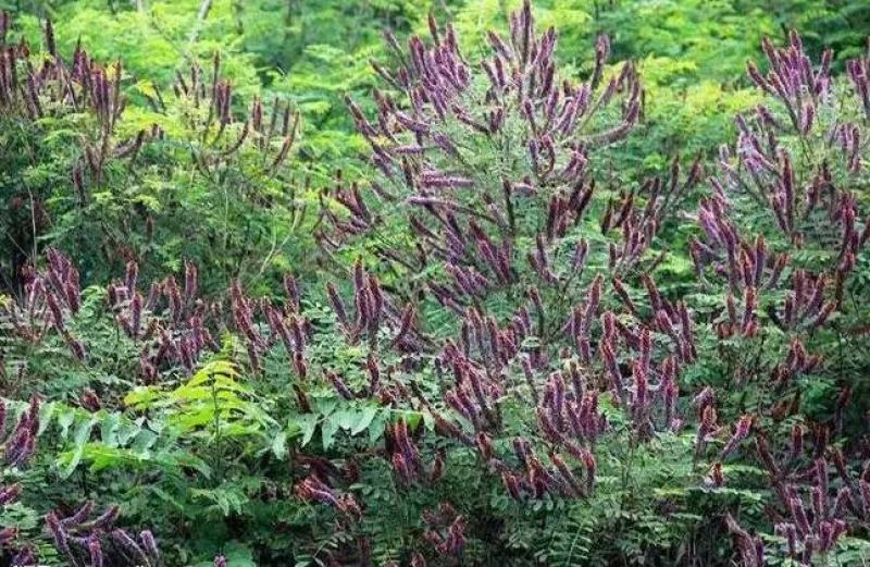 木豆种子新采护坡灌木绿肥新种子山林绿化耐寒耐旱耐贫瘠