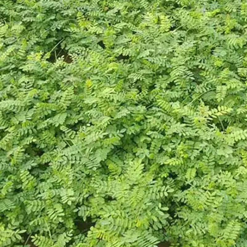 木豆种子新采护坡灌木绿肥新种子山林绿化耐寒耐旱耐贫瘠