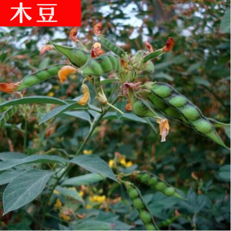 木豆种子新采护坡灌木绿肥新种子山林绿化耐寒耐旱耐贫瘠