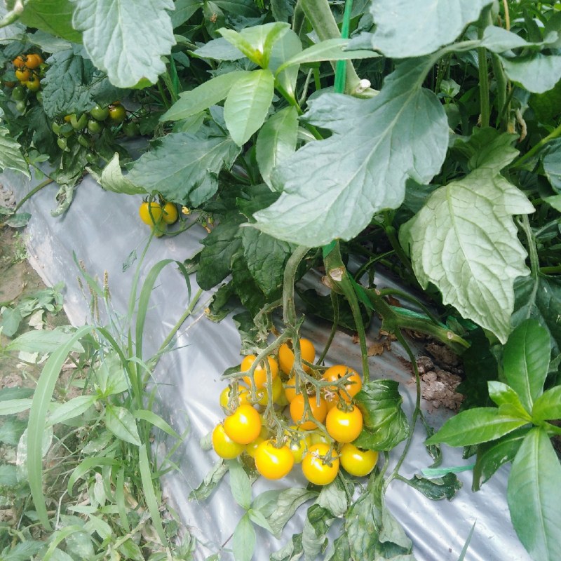 小番茄