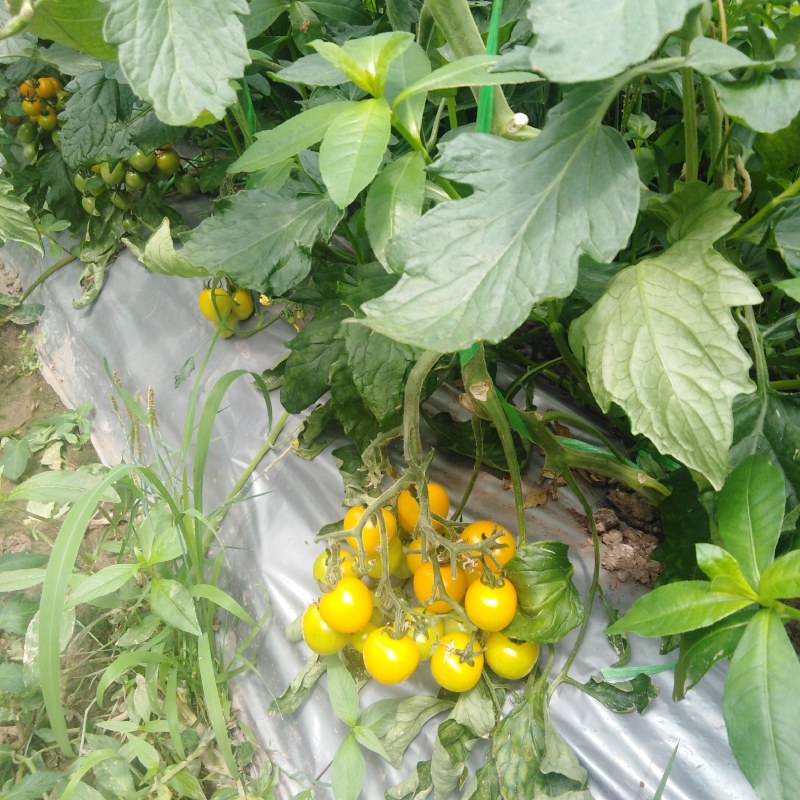小番茄