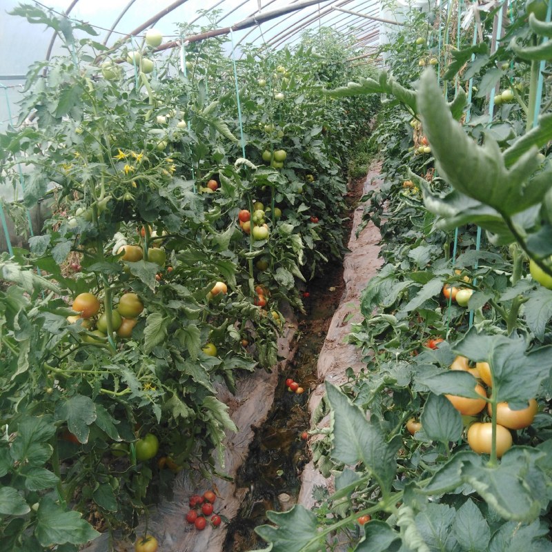 小番茄