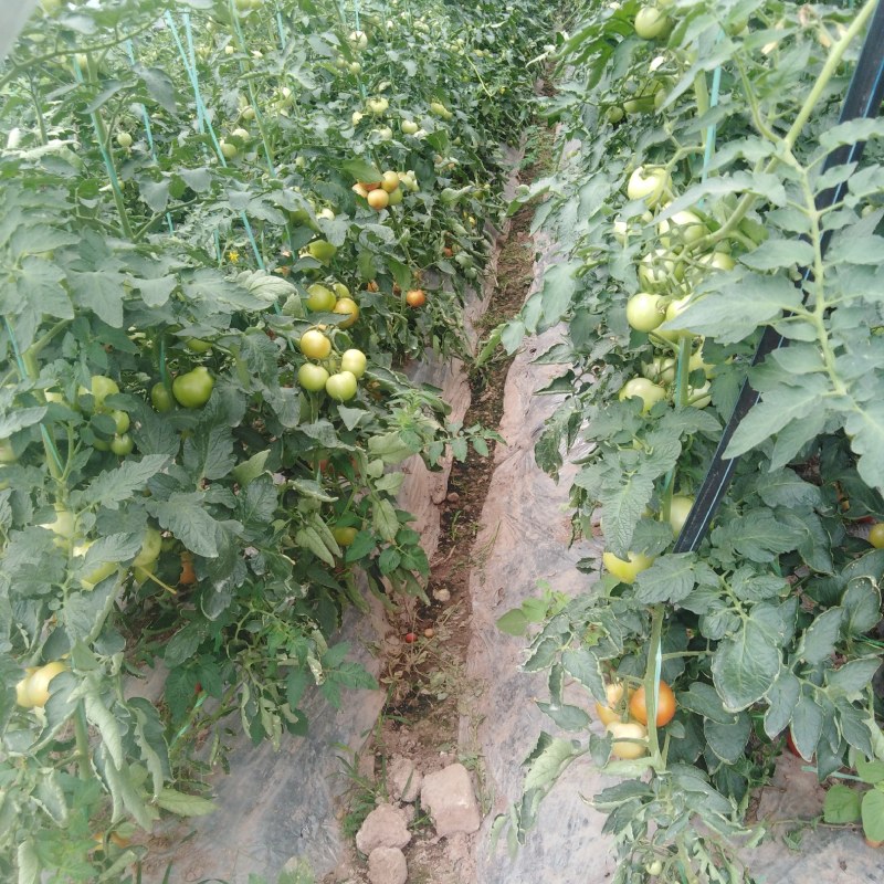 小番茄