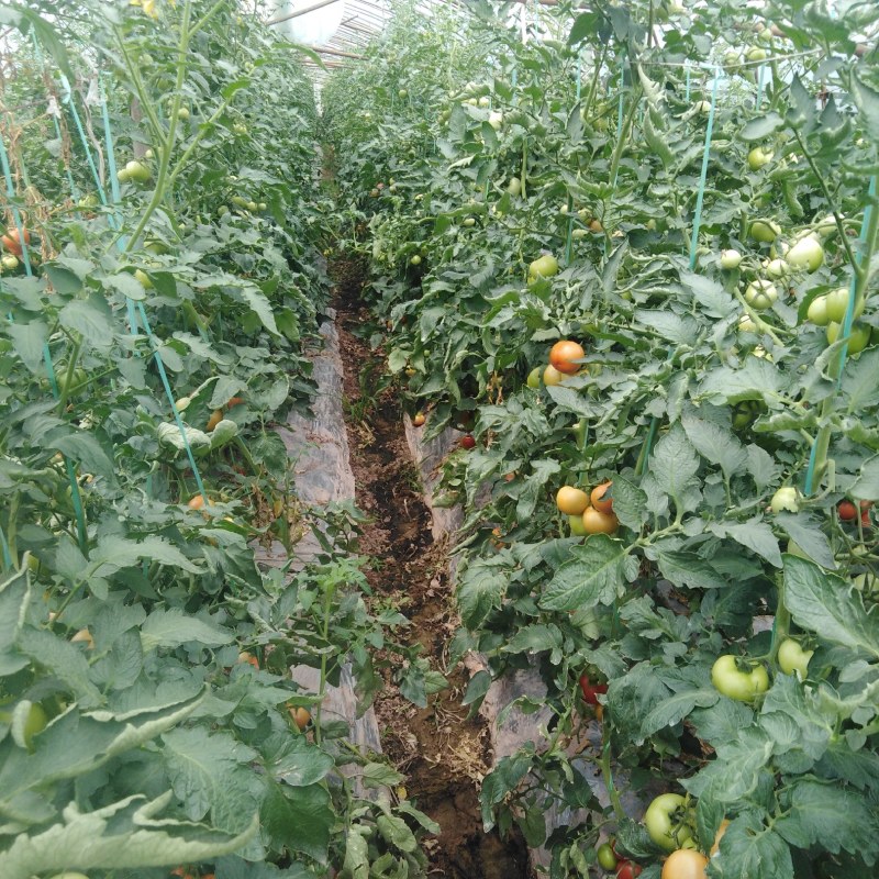 小番茄