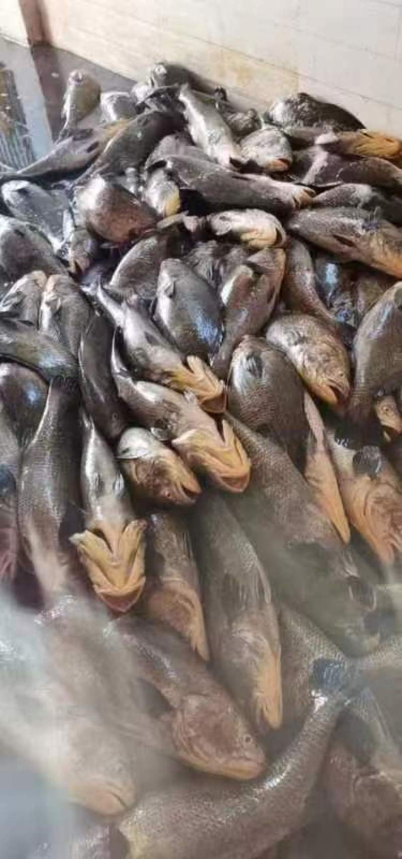 新鲜鳘魚胶，当天杀鱼取胶当天发货，每个重1.5一1.8两