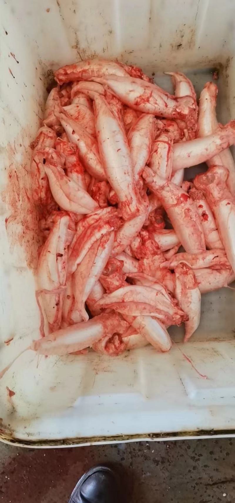 新鲜鳘魚胶，当天杀鱼取胶当天发货，每个重1.5一1.8两