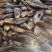 新鲜鳘魚胶，当天杀鱼取胶当天发货，每个重1.5一1.8两